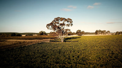 Exploring Mount Gambier: The Story Behind Our Two-Blocks Range