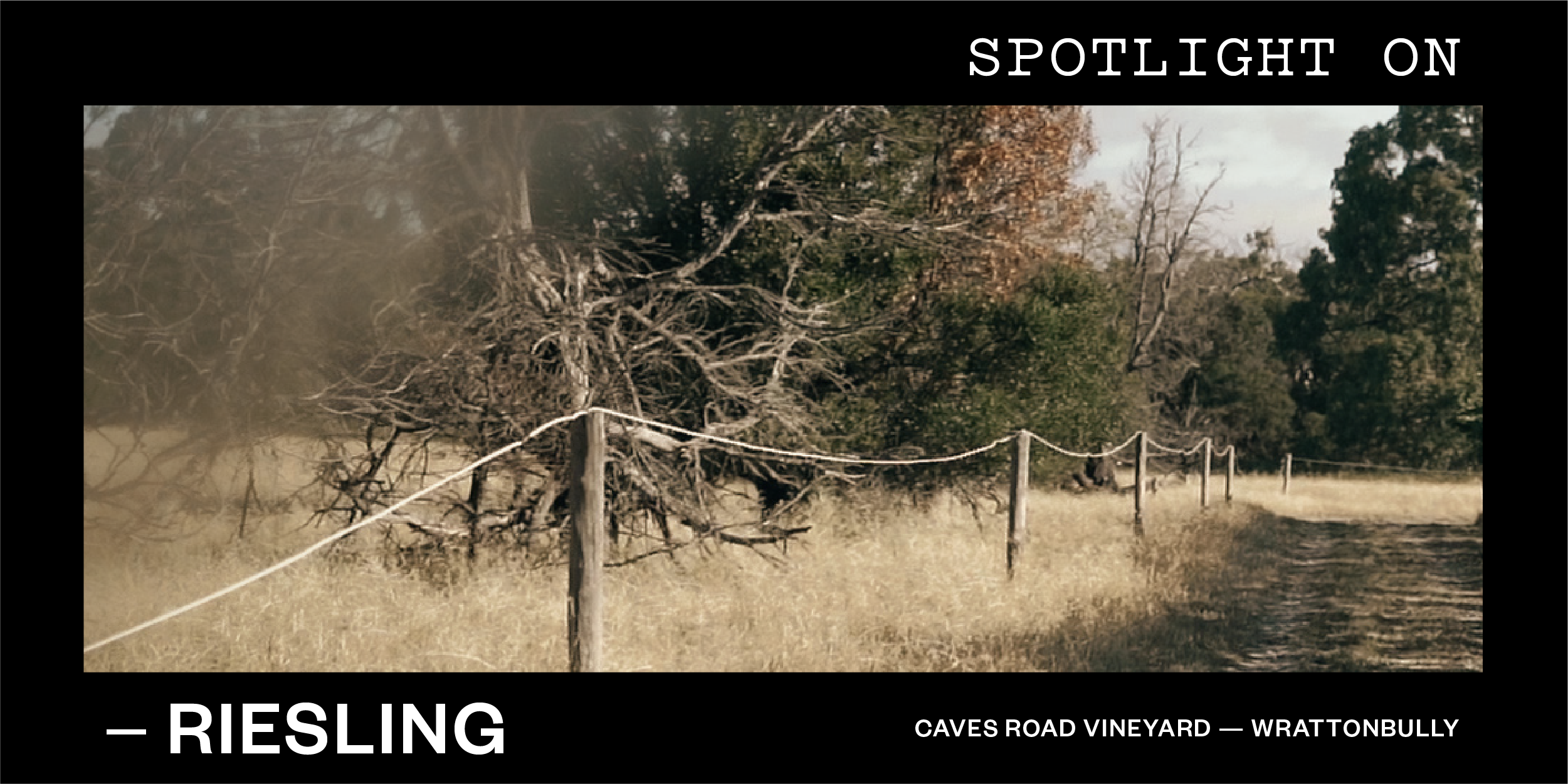Part 1: Spotlight on Riesling